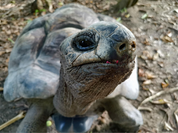 Die Riesenschildkröten der Insel Curieuse können 300 Kilogramm schwer werden.