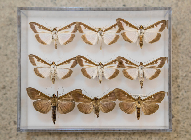 Die Falter, in weißer oder brauner Farbe, flattern davon, um sich zu vermehren.