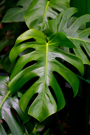 Die Monstera ist Kult. Das Fensterblatt war die Pflanze der 1970er und ist seit wenigen Jahren wieder zurück.