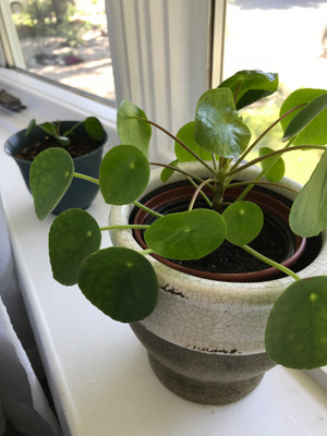 Der Trend zur lustigen Ufopflanze ist ungebrochen und für Plantfluencer ist die Pilea ein Must-have.