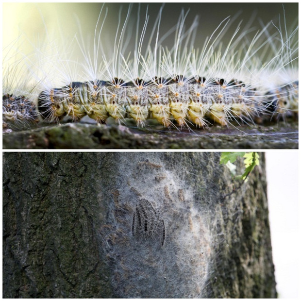 Oben: Eine Raupe des Eichenprozessionsspinners. Die feinen Haare enthalten das Gift Thaumetopoein. Unten: Nest mit Eichenprozessionsspinnern. Ihre Nester werden auch "Gespinste" genannt.