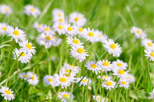Blüten, Blätter und Stiele, die essbaren Teile der Gänseblümchen, wirken laut Volksmedizin hustenstillend und krampflösend. Übrigens: Bleiben die Blüten am Morgen geschlossen, wird es während des Vormittags Regen geben.