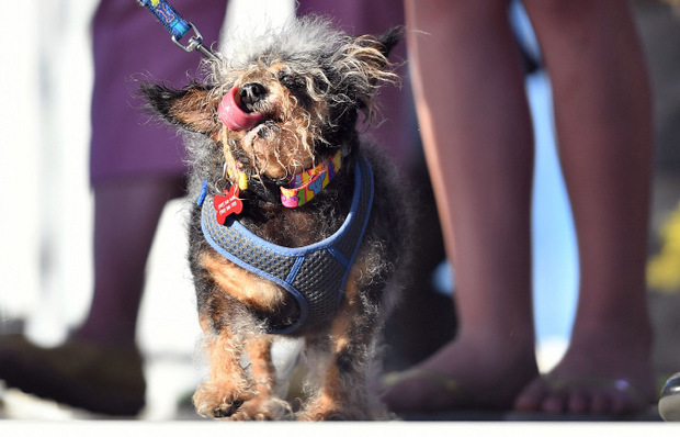 Sein Leben als Straßenhund hat "Scamp the Tramp“ gezeichnet.