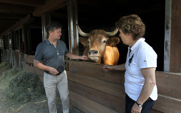 Evelyn und Klaus Haim-Swarovski mit dem ehemaligen Rennochsen Simmerl.