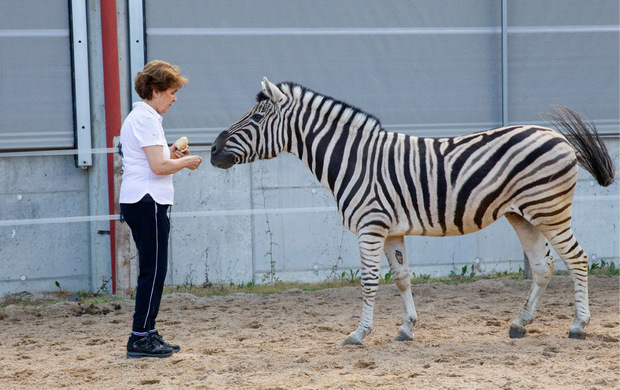 Auch Zebra Helmut findet sich am Schindlhof wohl.