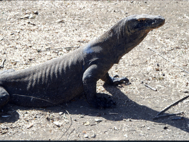 Auf Komodo sind meterlange Warane beheimatet.