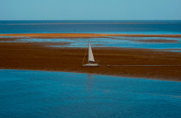 Die Wasserpflanzen sammeln sich vor der Küste wie ein schwimmender Teppich, der das Licht und den Sauerstoff wegnimmt und dadurch die Korallen und das Seegras bedroht.