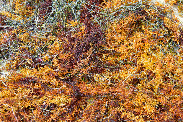 Wenn die Braunalgen der Gattung Sargassum auf den Sand geschwemmt werden, zersetzen sie sich und verbreiten dabei einen Geruch wie von faulen Eiern.