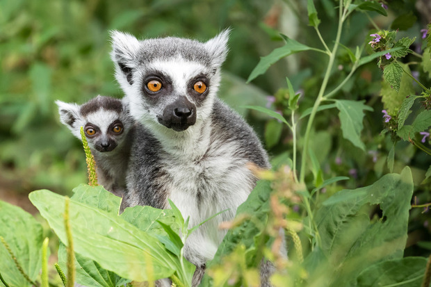 Heimisch sind Kattas ausschließlich auf der Insel Madagaskar.