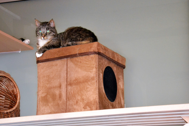 Für alte Katzen werden Futter-Paten gesucht.