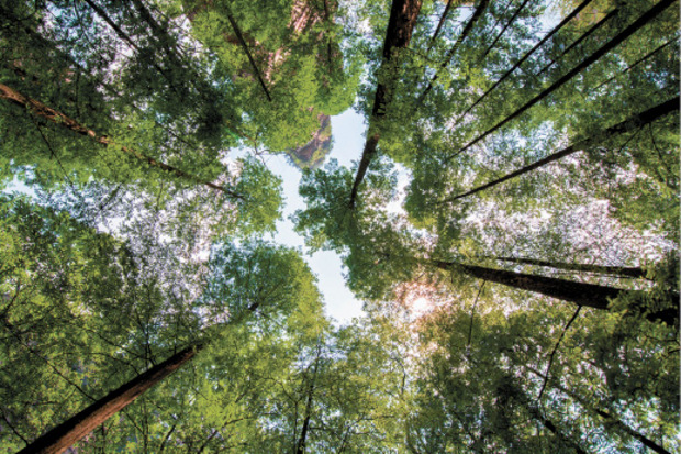 Klimaschutzprojekte bieten an, Bäume zu pflanzen, um den grünen Fußabdruck zu verbessern