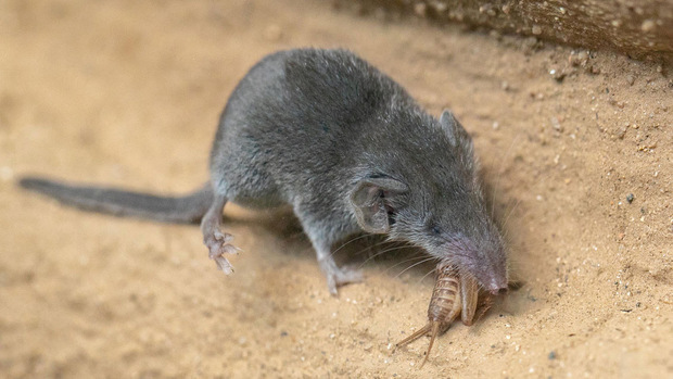 Erwachsene Tiere werden ca. 2,5 g schwer und haben eine Kopfrumpflänge von etwa 3-5 cm.