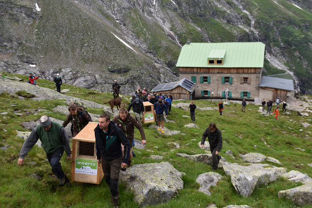 Der Weg bis zum idealen Platz für die Auswilderung oberhalb der Greizer Hütte war kein leichter für die Helfer.