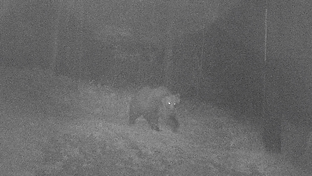 Der Bär M49.