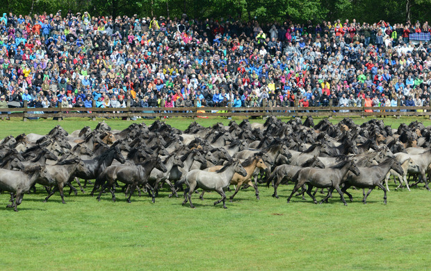 Im Mai kommen 10.000 Besucher zu einem Schaureiten und Kutschenparaden.
