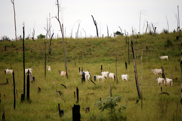 Der Amazonas-Regenwald muss in Brasilien immer stärker der Landwirtschaft weichen. Umweltschützer warnen deshalb vor einer Klimakatastrophe.