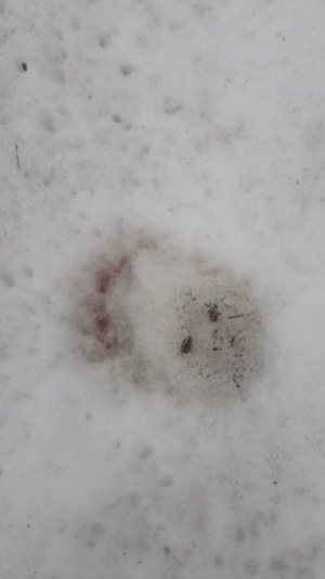 Bei den toten Tieren waren Spuren im Schnee zu sehen. Es sei durchaus möglich, dass diese von einem Bären stammen.