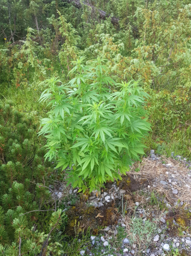 Im Wald stießen die Arbeiter auf Hanfsetzlinge.