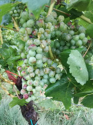 Hagelschaden an Wein im steirischen Mitteregg.