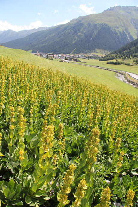 18.000 Enzian-Pflanzen gedeihen derzeit auf einem Feld hinter Galtür. Es ist der erste Versuchsanbau Tirols.