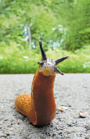 Die Nacktschnecke tummelt sich im Löwenanteil der Tiroler Gärten.