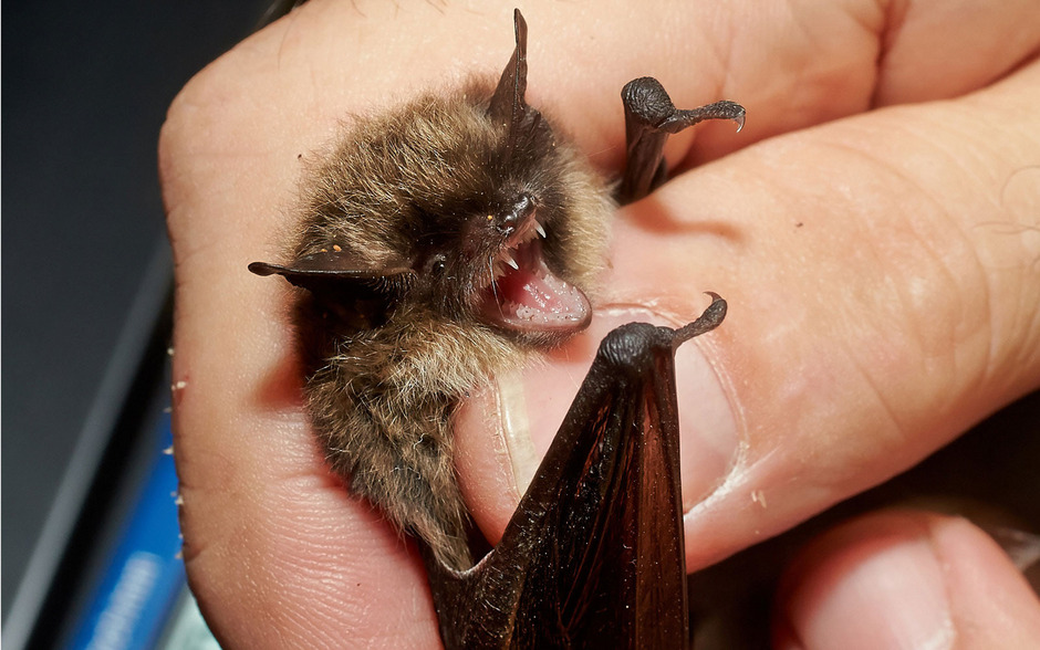 Bat Flies With Budget Airlines And Scares Pengers Bat Flies With Budget Airlines And