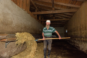 Um der Hitze zu entgehen, kommen die Pferde über die Mittagszeit in den Stall auf der Buchaueralm.