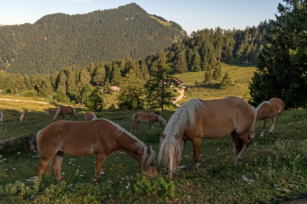 Die Haflinger dürfen sich auf 28 Hektar Almfläche austoben.