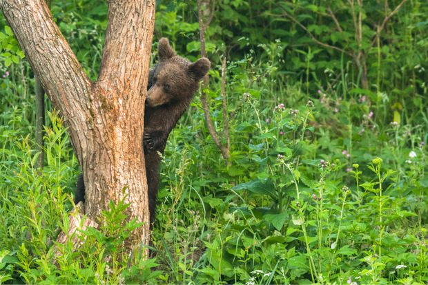 Bären kommen in dem 29.000 Hektar großen Nationalpark ebenfalls vor.