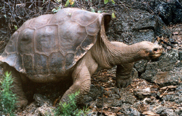 Die Schildkröte „Lonesome George“ wurde ca. 100 Jahre alt. Schon heute könnten Menschen sein Alter einholen.
