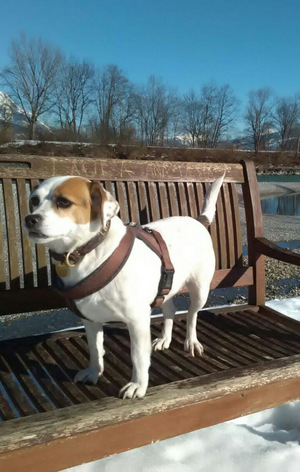 Eine Fahrt mit Hündin Alba zum Flughafen konnte von der Funktaxizentrale nicht garantiert werden, da viele Fahrer Hundetransporte ablehnen würden.