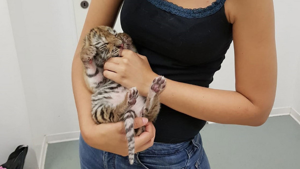 Die Tigerbabys werden nun von geschultem Personal betreut und vorerst im Tiergarten Schönbrunn untergebracht.