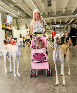 Stolz auf ihre italienischen Windspiele (im Wagen) und nordafrikanischen Windhunde „Sloughi“ ist Annette aus Frankfurt.