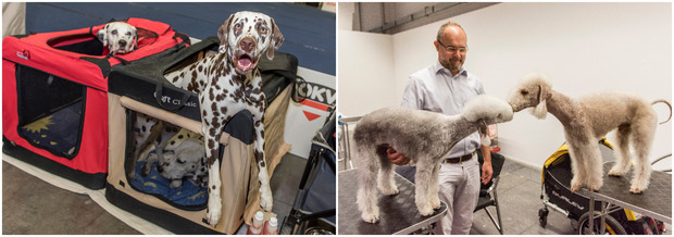 Dalmatiner warten auf ihren Auftritt, während die beiden Bedlington Terrier eine Runde schmusen.