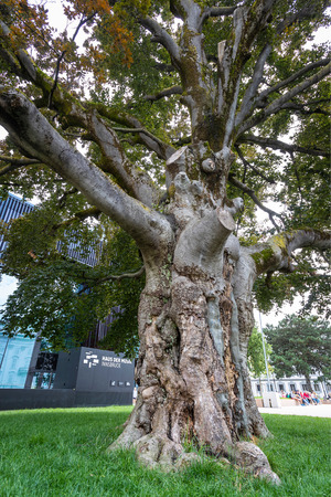 Der prächtige Baum vor Innsbrucks Haus der Musik ist vom Stress der Stadt in Mitleidenschaft gezogen.