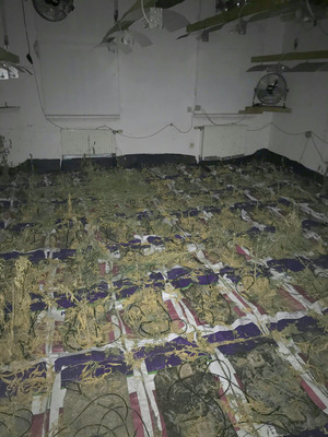 Ein 56-Jähriger soll mit zwei 52 und 55 Jahre alten Pensionisten Cannabisblüten verkauft haben, nachdem man einen Teil davon vorher anderen Cannabis-Produzenten gestohlen hatte.