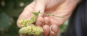 Hopfen...