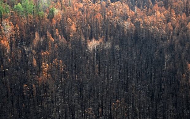 Seit Jahresbeginn wurden mehr als 13,4 Millionen Hektar Wald in Sibirien durch Brände vernichtet.
