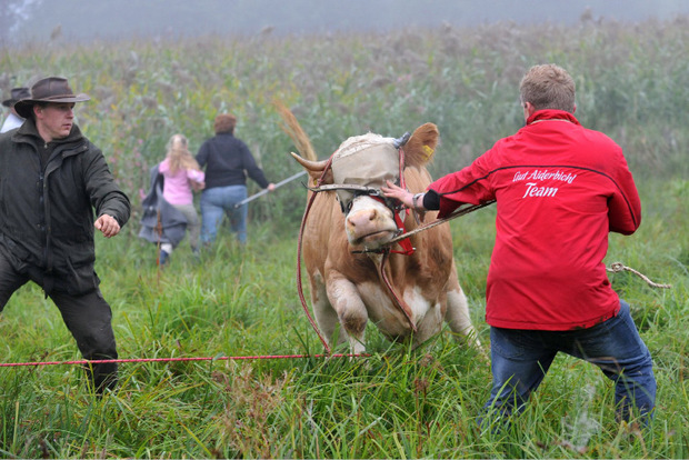 Bei Stefanskirchen im Landkreis Mühldorf am Inn (Oberbayern) wurde Yvonne schließlich am 2. September eingefangen und mit einem Traktor zu einem Hänger gezogen.