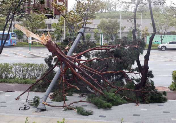 Der Sturm riss Bäume um und verursachte zahlreiche Schäden.