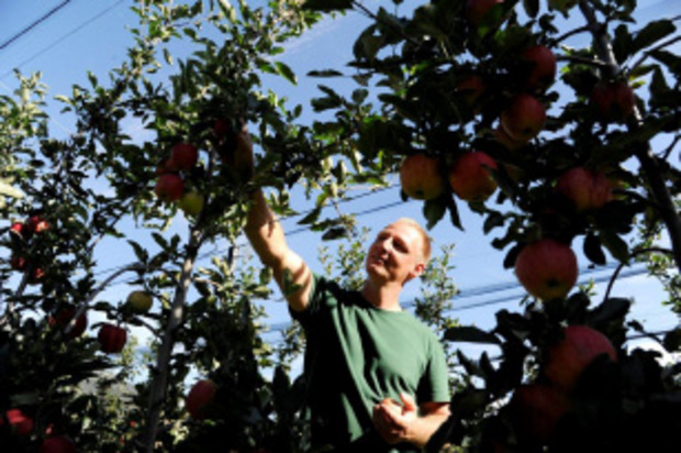 Die Apfelernte bildet ein großes Highlight für die von CUBIC und Obstbau Ligges betreuten Jugendlichen im Rahmen des Radlkino Tirol. Obstbaumeister Ligges (Bild) zeigt, wie´s geht.