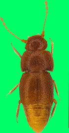 Nelloptodes gretae“ wurde in den 1960er-Jahren entdeckt und hatte bis jetzt keinen Namen.