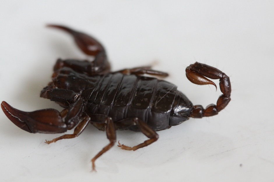 Im Zeichen des Skorpions Exotische Art lebt zwischen Tarrenz und