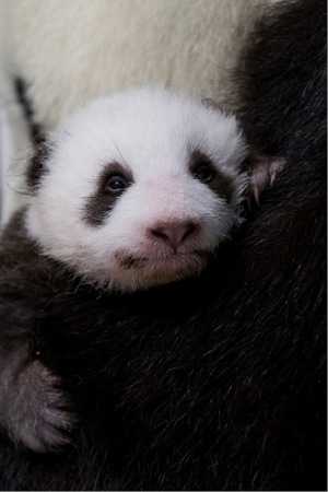 Das Pandababy wärmt sich bei seiner Mutter.