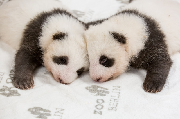 Die Panda-Zwillinge kuscheln sich aneinander.