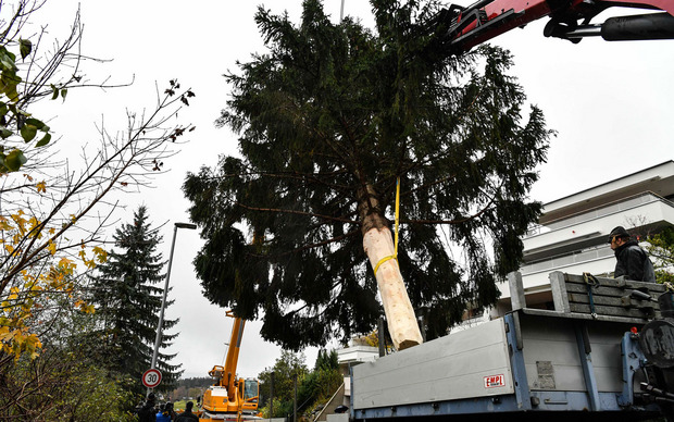 Der Baum wurde am Dienstagvormittag in Igls gefällt und auf einen Tieflader gehoben. Er stand bereits am Nachmittag vor dem Goldenen Dachl.