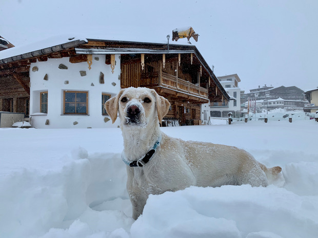 Freud und Leid lagen am Mittwoch nahe beieinander: „Locke“ freute sich in Kühtai über den Neuschnee und tobte über die Terrasse beim Dorfstadl.