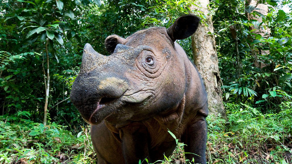 Das Nashorn Das Nashorn